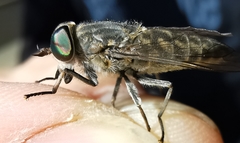 Tabanus maculicornis