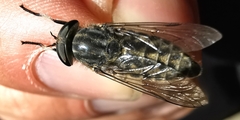 Tabanus maculicornis