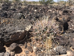 Coryphantha robustispina uncinata