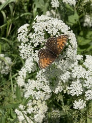 Melitaea diamina