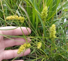 Carex neurocarpa