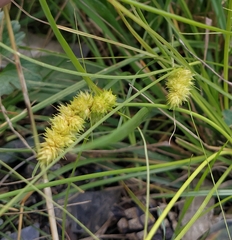 Carex neurocarpa