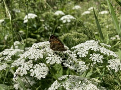 Melitaea diamina