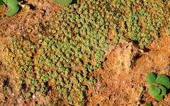 Riccia bullosa