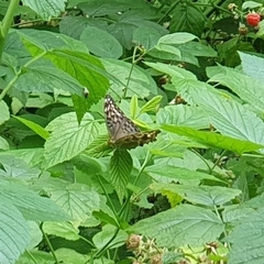 Argynnis paphia