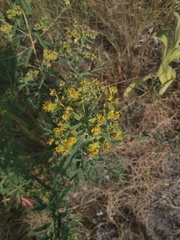 Euphorbia virgata