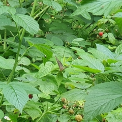 Argynnis paphia