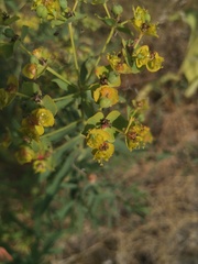 Euphorbia virgata