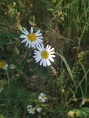 Tripleurospermum inodorum