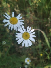 Tripleurospermum inodorum