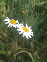 Tripleurospermum inodorum