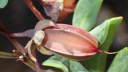 Roepera debilis (Roepera debilis)