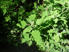 Chenopodium suecicum