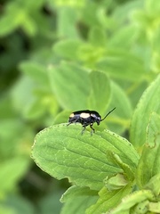 Cryptocephalus moraei