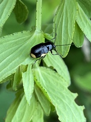 Cryptocephalus moraei