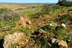 Haemanthus lanceifolius