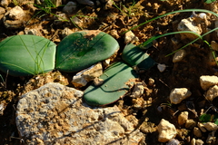 Haemanthus lanceifolius