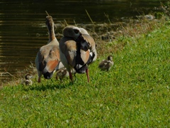 Alopochen aegyptiaca image