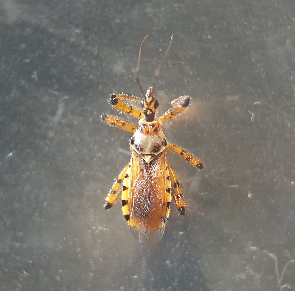 Sphedanolestes annulatus