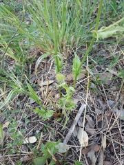 Crepis setosa
