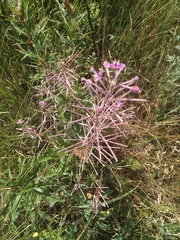 Chamaenerion angustifolium