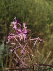 Chamaenerion angustifolium