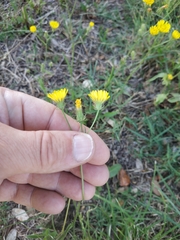 Crepis setosa