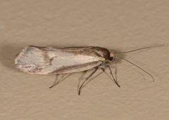Philobota ellenella