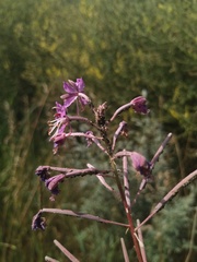 Chamaenerion angustifolium