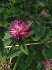 Trifolium medium