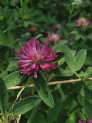Trifolium medium