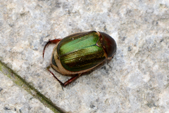 Anomala corpulenta