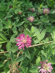 Trifolium medium