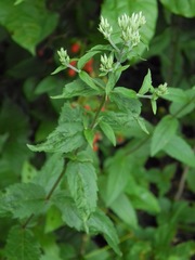 Eupatorium vaseyi