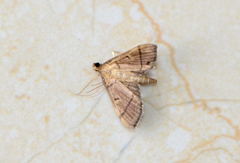Bradina atopalis