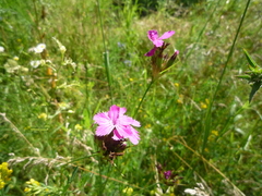 Dianthus membranaceus