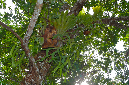 Platycerium coronarium (Platycerium coronarium)