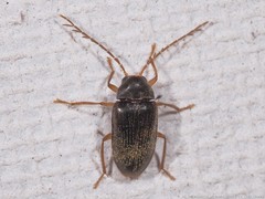 Ptilodactyla serricollis