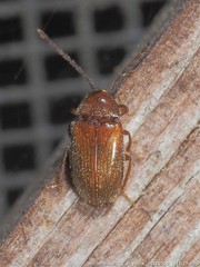 Ptilodactyla serricollis