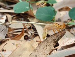 Platycnemis dealbata