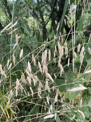 Bromus