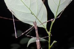 Maculonecroscia shukayi