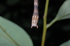 Maculonecroscia shukayi