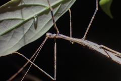 Maculonecroscia shukayi