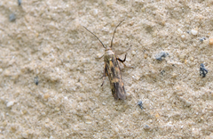 Eretmocera impactella