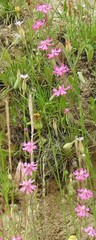 Silene scabriflora