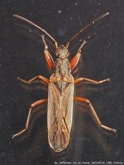 Paromius longulus