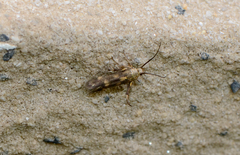 Eretmocera impactella