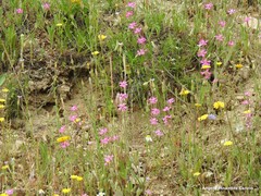 Silene scabriflora
