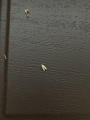 Limnaecia phragmitella